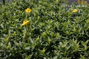 Helianthemum hybride 'Golden Queen'