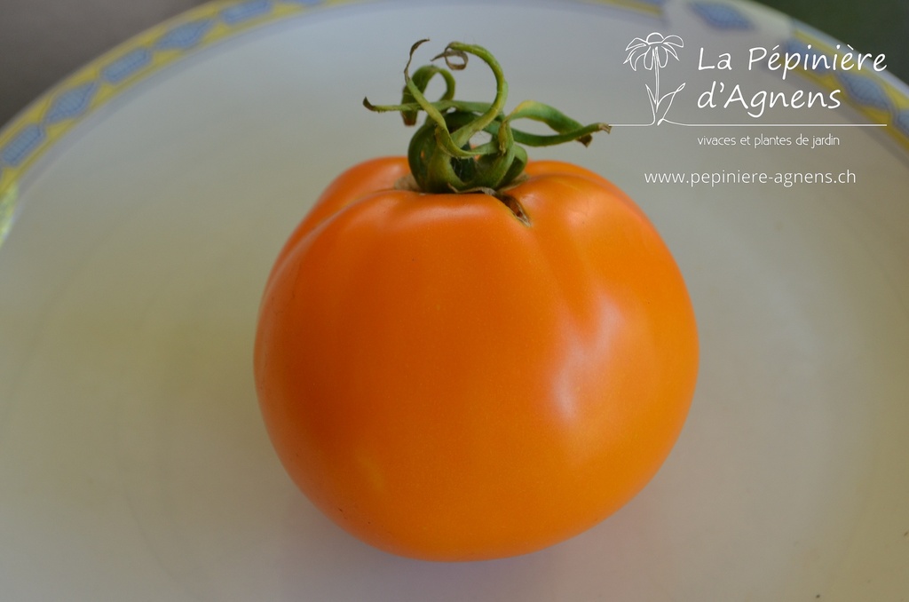 Tomate à fruit charnu 'Boule d'Or'