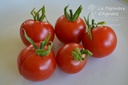 Tomate cerise 'Cherry Rouge'