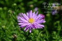 Aster dumosus 'Rosenwichtel'