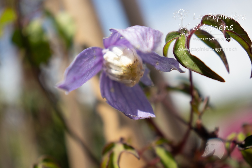 Clematis alpina