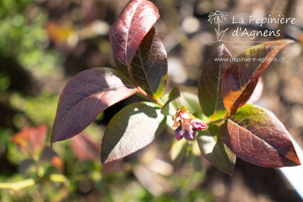 Vaccinium corymbosum 'Blue Crop'