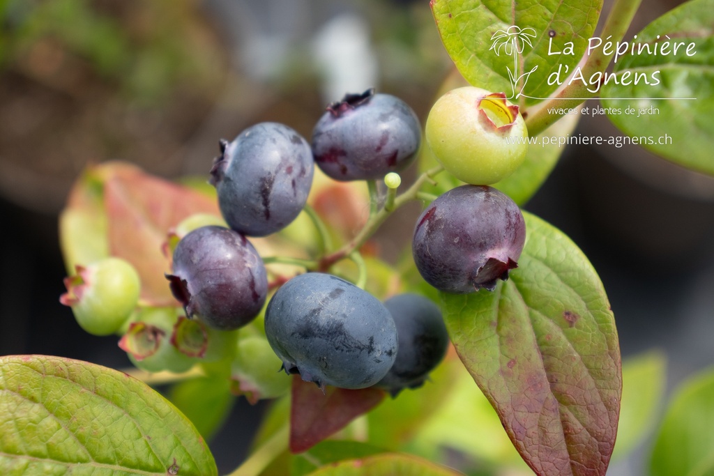 Vaccinium corymbosum 'Duke'