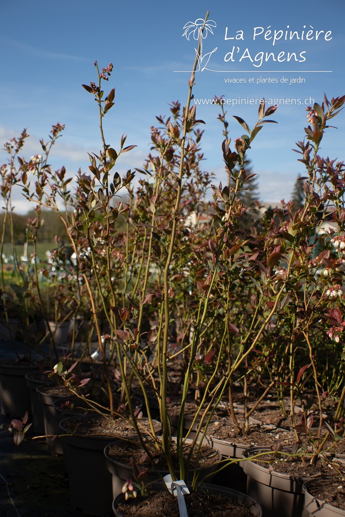 Vaccinium corymbosum 'Liberty'