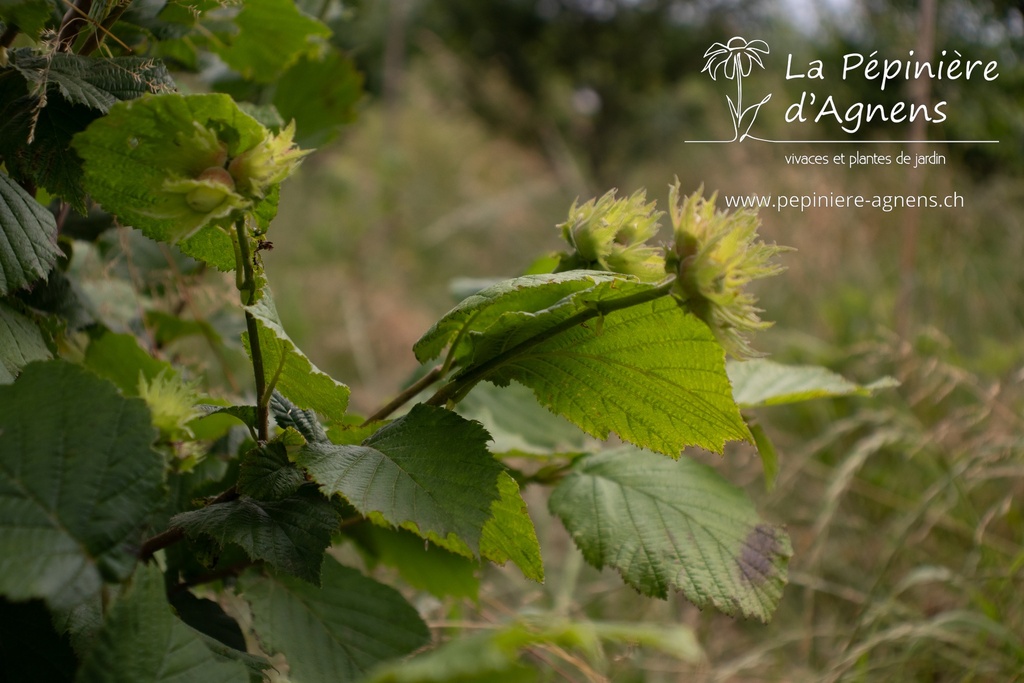 Corylus avellana 'Hallesche Riesennuss'