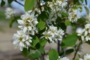 Amelanchier alnifolia 'Northline'