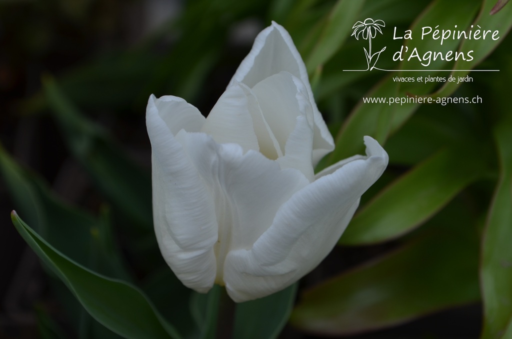 Tulipa simple hâtive 'White Prince'