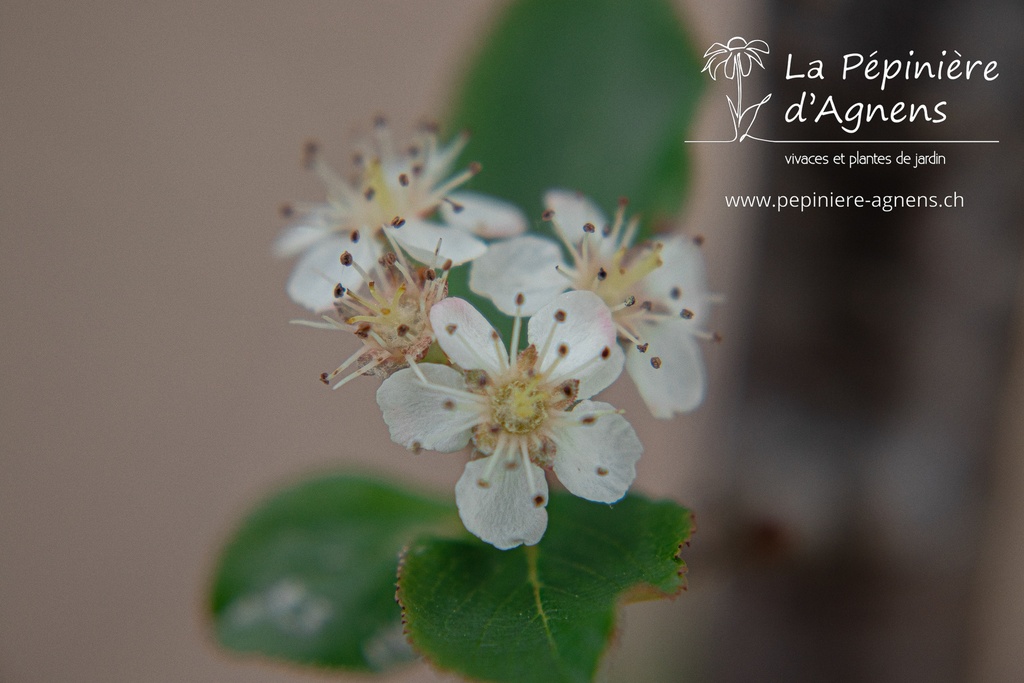 Aronia melanocarpa 'Viking'