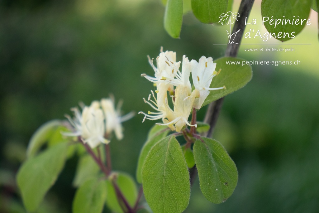 Lonicera xylosteum