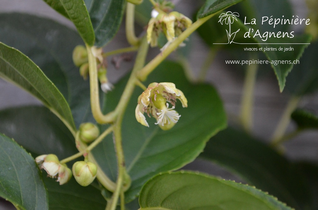 Actinidia Mini Kiwi 'Issai'