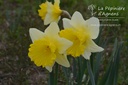 Narcissus à grandes couronnes ‘Ice Follies’ 