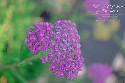 Achillea millefolium 'Lilac Beauty'