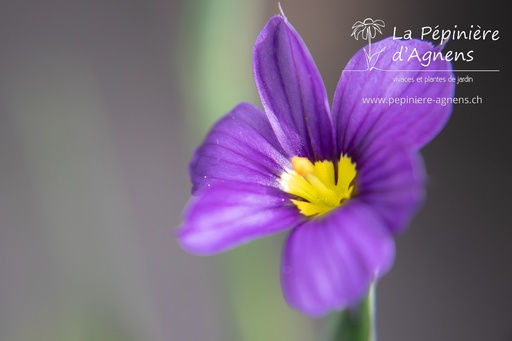 Sisyrinchium angustifolium 'Lucerne'