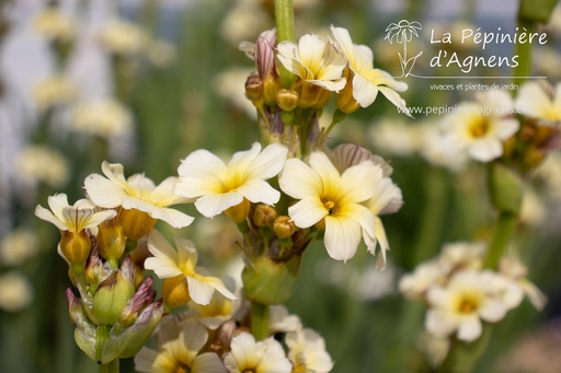 Sisyrinchium striatum