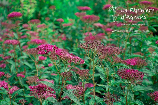 Spiraea japonica 'Anthony Waterer'