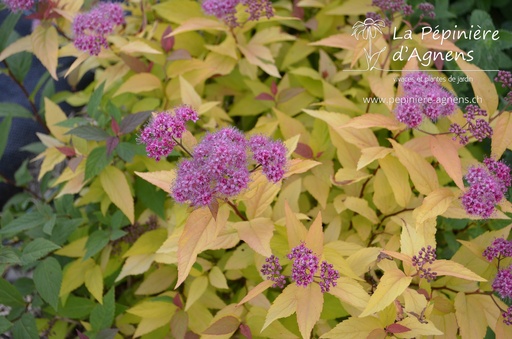 Spiraea japonica 'Goldflame'