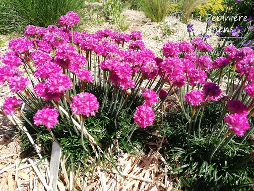 Armeria maritima 'Düsseldorfer Stolz'