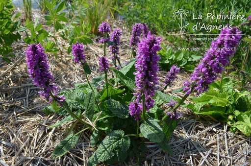 Stachys monnieri 'Hummelo'