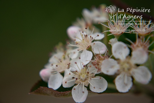 Aronia melanocarpa 'Nero'