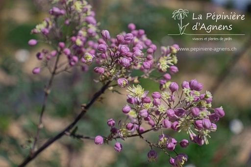 Thalictrum Cultivars 'Elin'