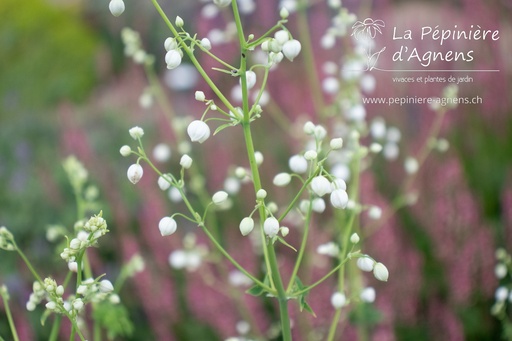 Thalictrum delavayi 'Splendide White'