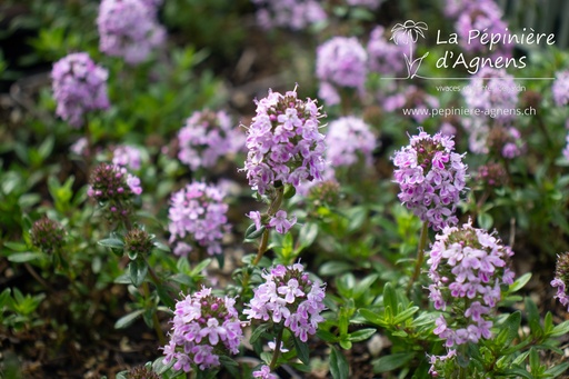 Thymus longicaulis 'Odoratus'