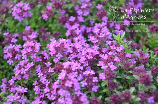 Thymus praecox 'Coccineus'