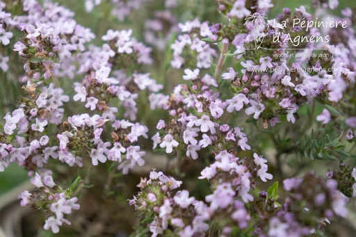 Thymus vulgaris 'Duftkissen'