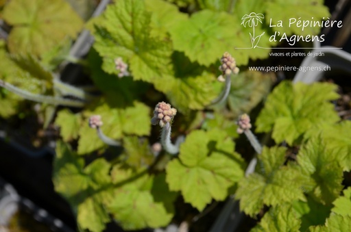 Tiarella cordifolia