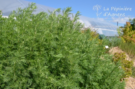 Artemisia abrotanum 'Citrina'