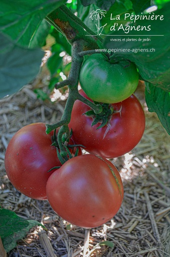 Tomate à fruits charnus 'Rose de Berne'