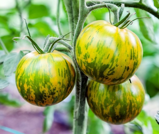 Tomate à fruits moyens 'Green Zebra'