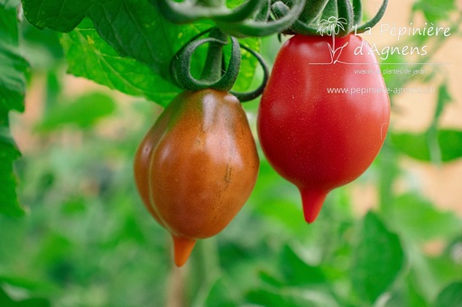 Tomate cerise 'Vésuve'