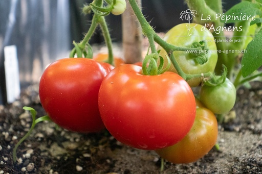 Tomate précoce à moyens fruits 'Précoce de Sibérie'