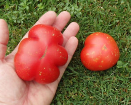 Tomate précoce à moyens fruits 'Précoce de Sibérie'