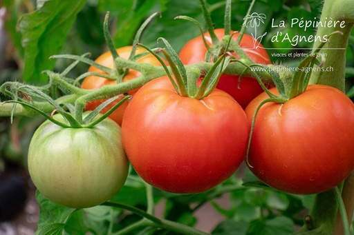 Tomate tardive 'Carmelle'