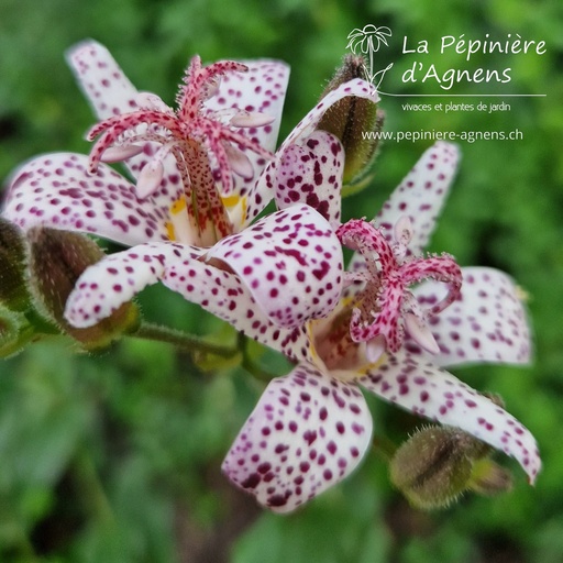 Tricyrtis hirta