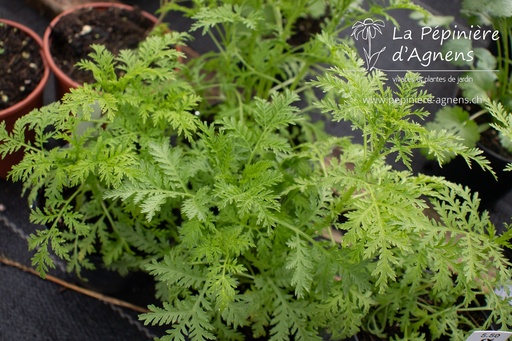 Artemisia annua