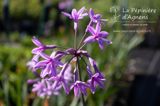 Tulbaghia violacea