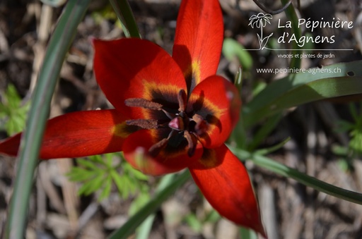 Tulipa botanique linifolia