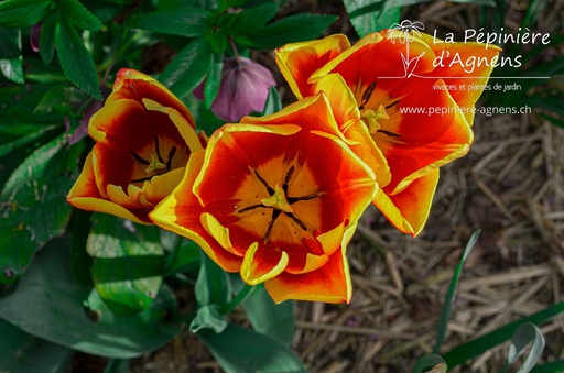 Tulipa simple hâtive 'Flair'