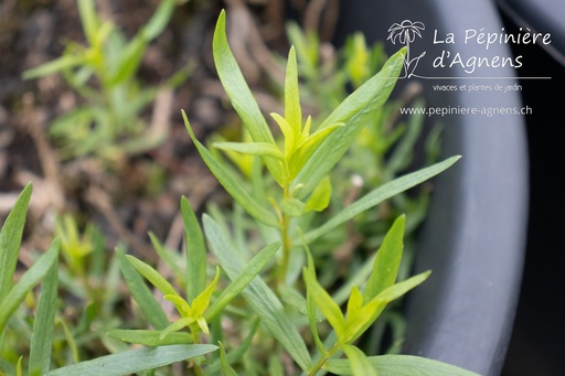 Artemisia dracunculus Estragon