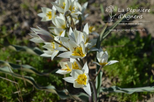 Tulipa botanique turkestanica