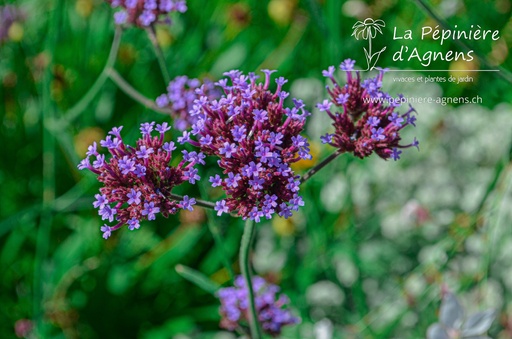 Verbena bonariensis