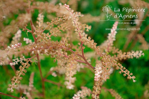 Aruncus aethusifolius