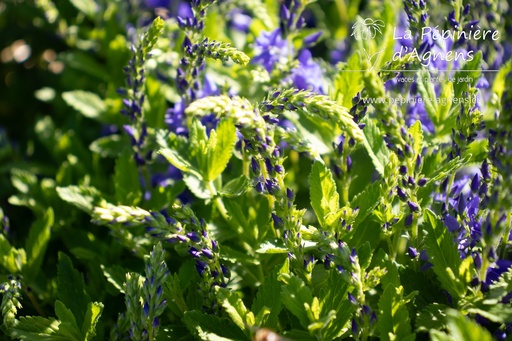 Veronica austriaca ssp. teucrium 'Knallblau'