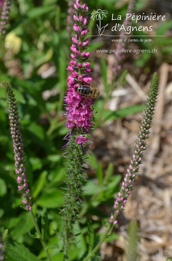 Veronica spicata 'Rotfuchs'