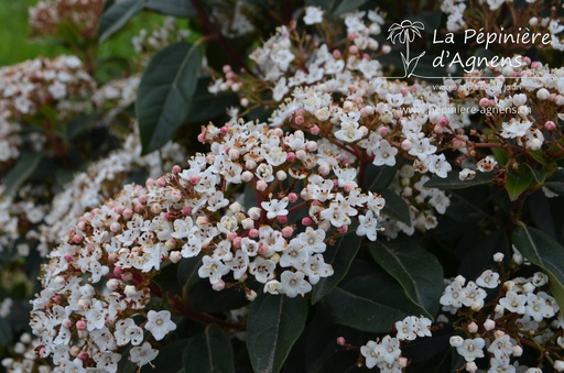 Viburnum tinus