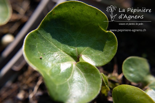 Asarum europaeum