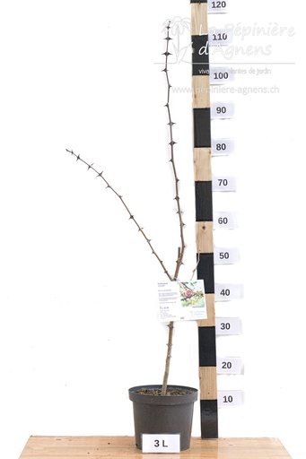 Zanthoxylum simulans